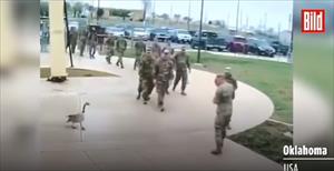 أوزة تهاجم جنود أمريكيين