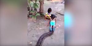 فيديو مروع لطفلتين يركبان بثقة على ظهر ثعبان عملاق 